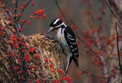 Hairy Woodpecker c