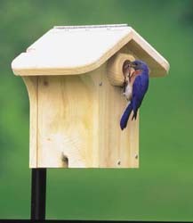 Bluebird Nest Box Bluebird Nest Box