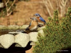Eastern Bluebirds on Bird Bath Eastern Bluebirds on Bird Bath
